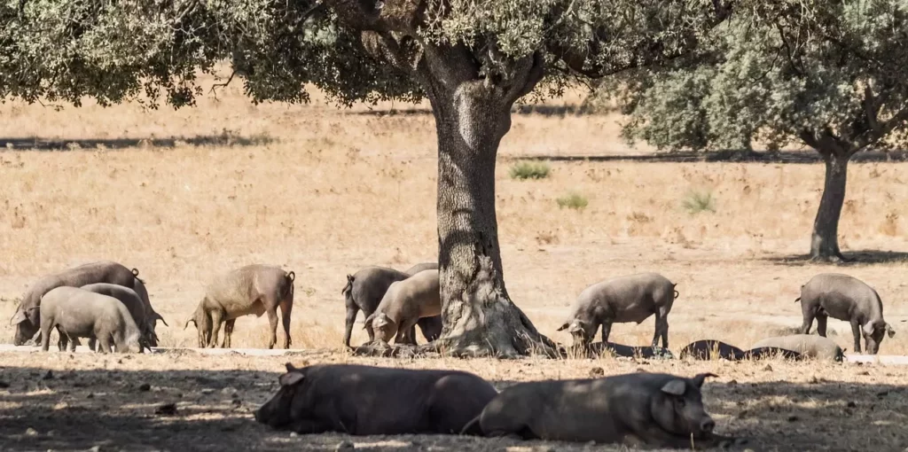 El secreto del sabor del cerdo iberico