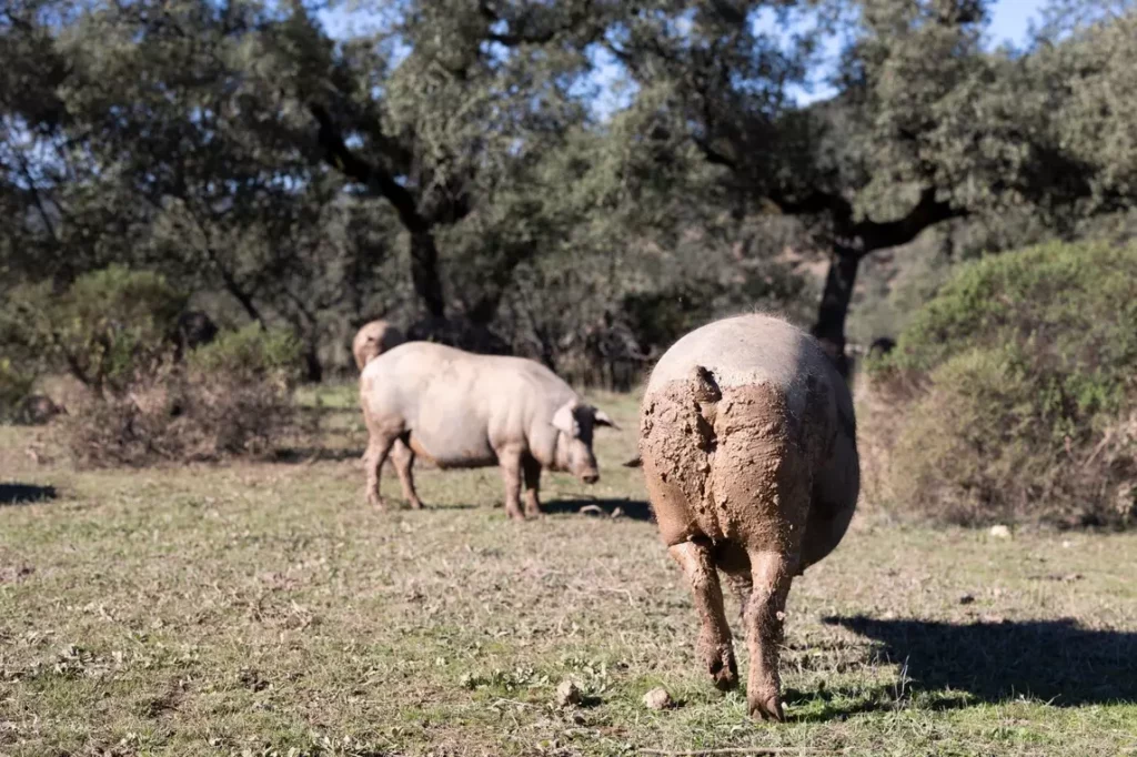 Dos cerdos ibéricos paseando