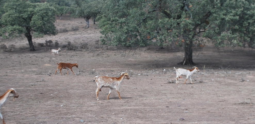 la importancia del bienestar animal