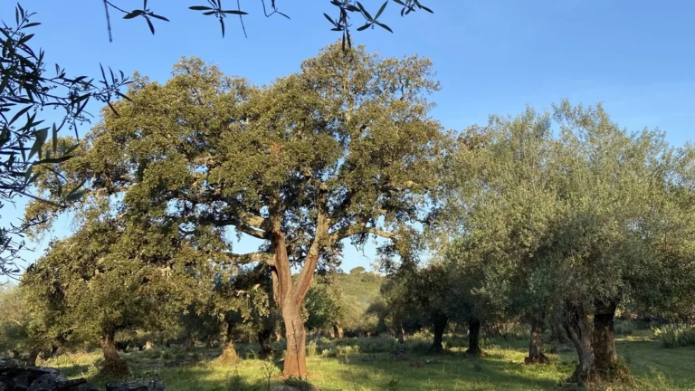 fotos olivos españoles