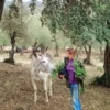 Poleo silvestre recogido a mano - Imagen 5